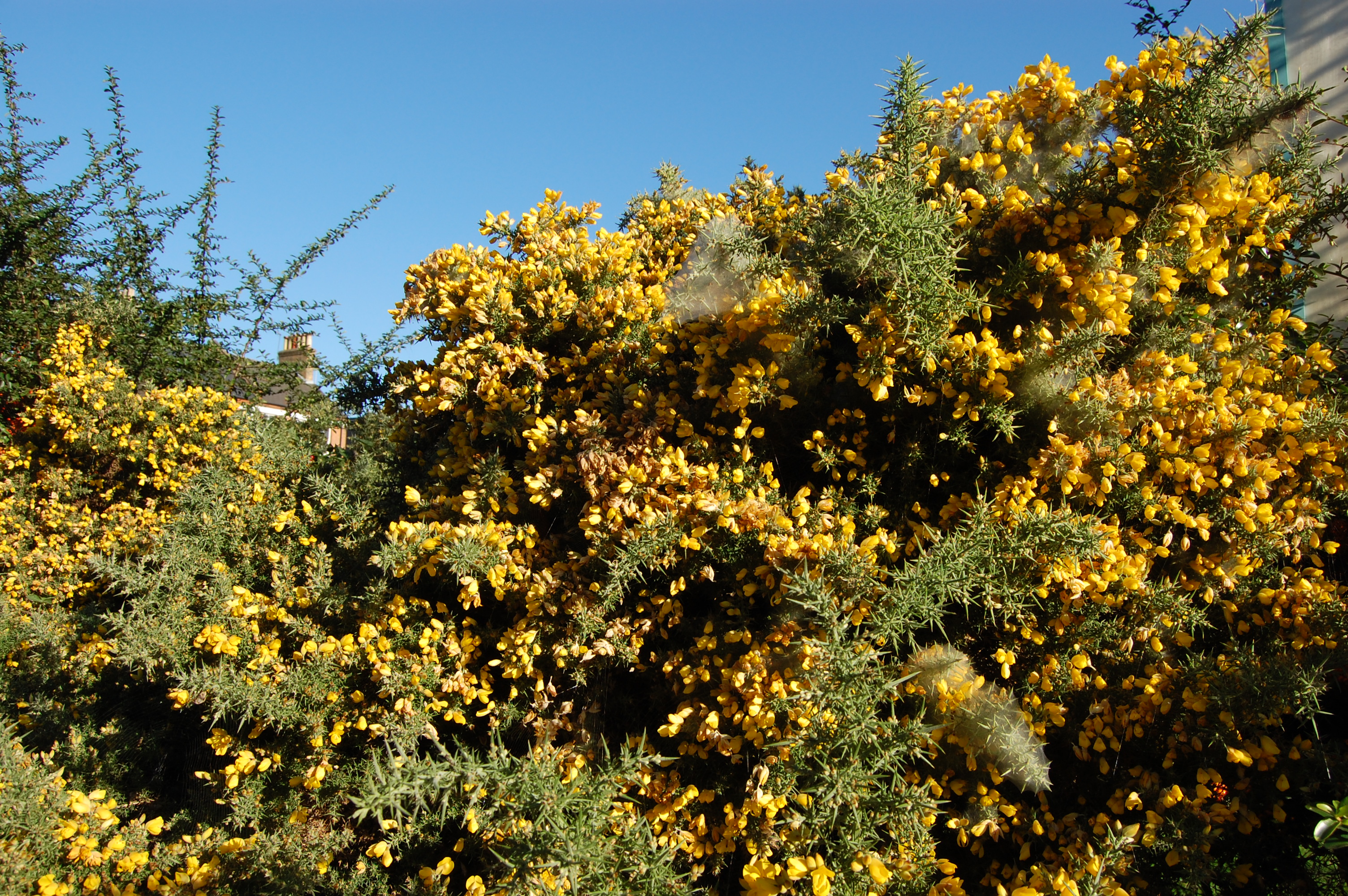 common gorse 